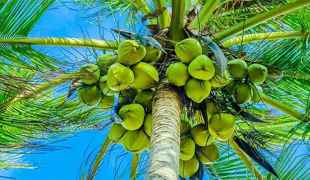 Кокос
Coconut
Dừa 1