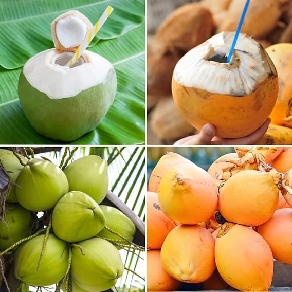 Кокос
Coconut
Dừa 2