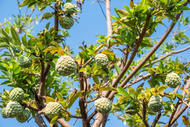 Нойна
Custard Apple
Na 1