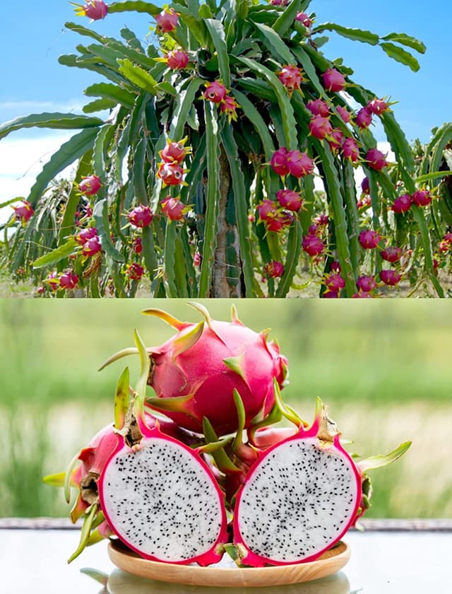 Питахайя
Dragon Fruit
Thanh long 1