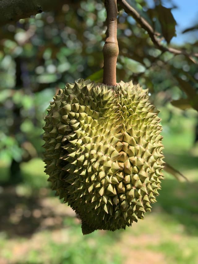 Дуриан
Durian
Sầu riêng 1