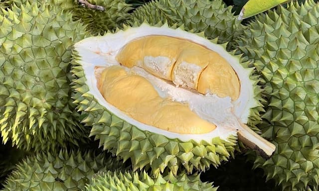 Дуриан
Durian
Sầu riêng 2