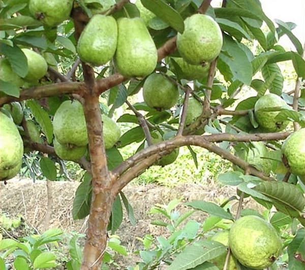 Гуава
Guava
Ổi 1