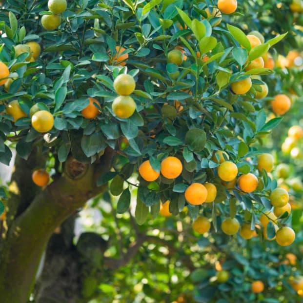 Кумкват
Kumquat
Quất 1