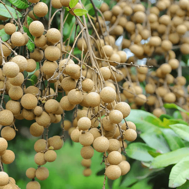 Лонган
Longan
Nhãn 1