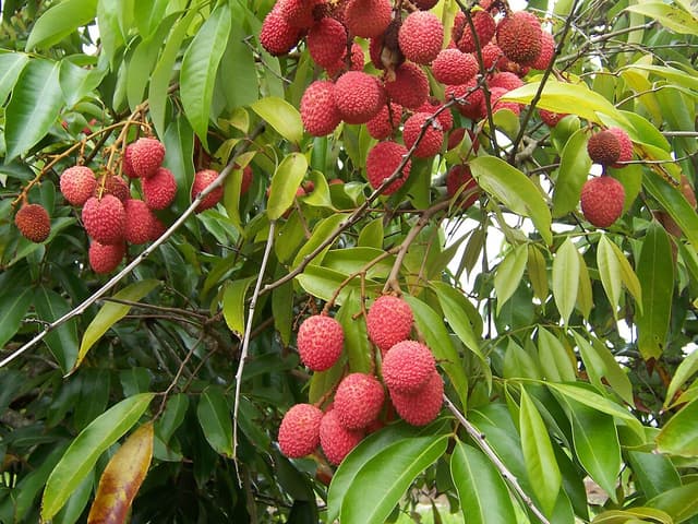 Личи
Lychee
Vải 1