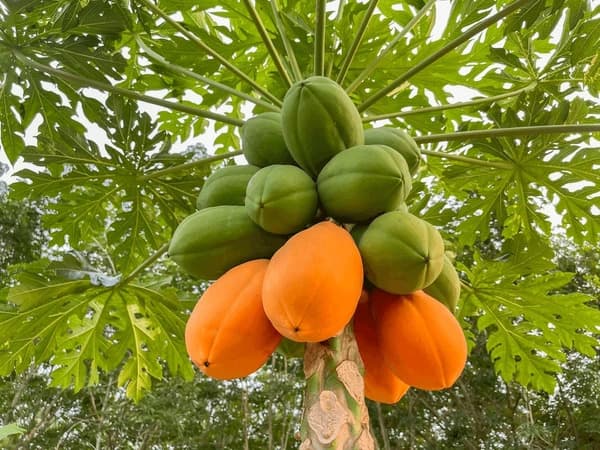 Папайя
Papaya
Đu đủ 1