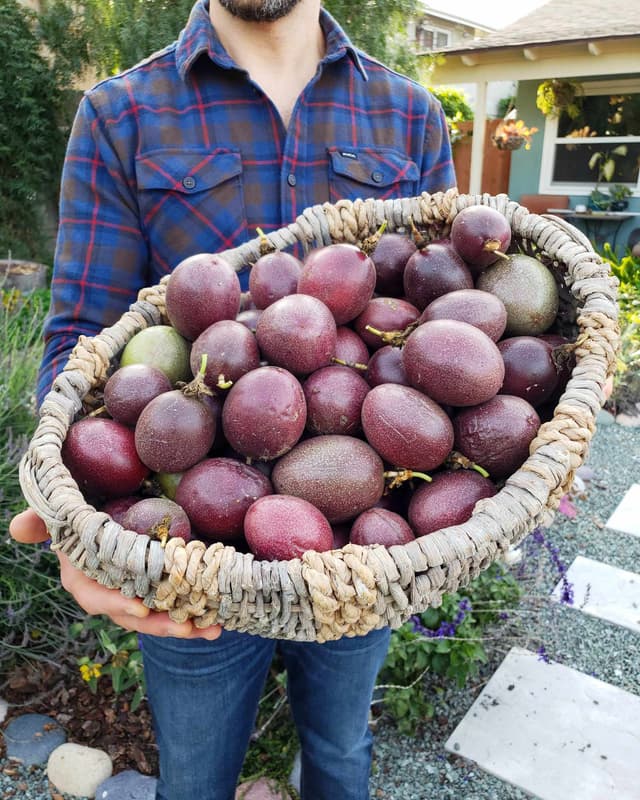 Маракуйя
Passion Fruit
Chanh dây 1