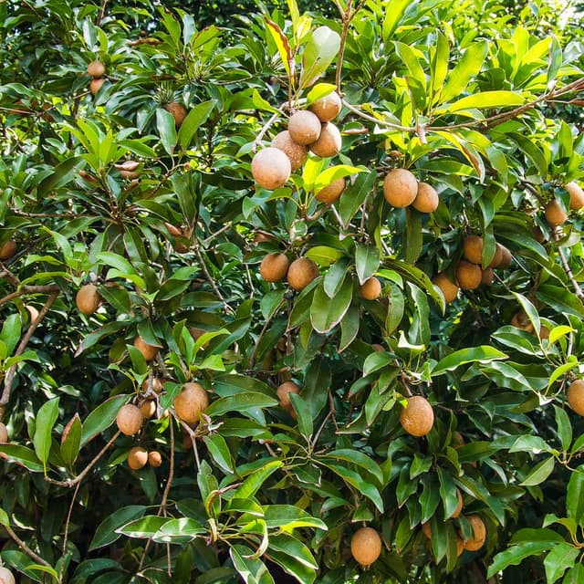 Саподила
Sapodilla
Hồng xiêm 1