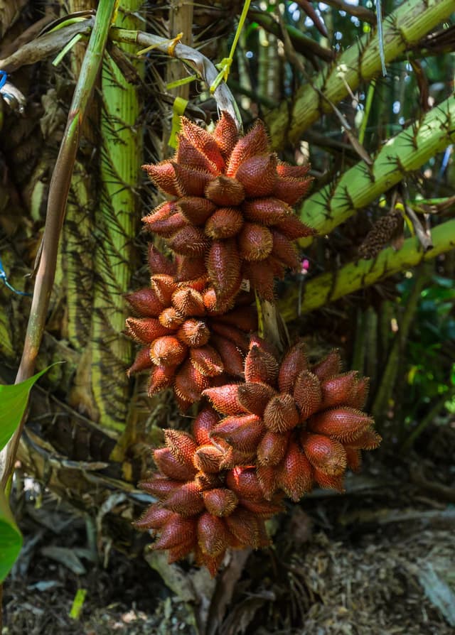 Салак
Snake Fruit
Mận gai 1