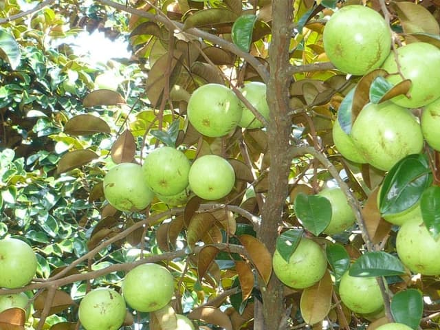 Звёздное яблоко
Star Apple
Vú sữa 1