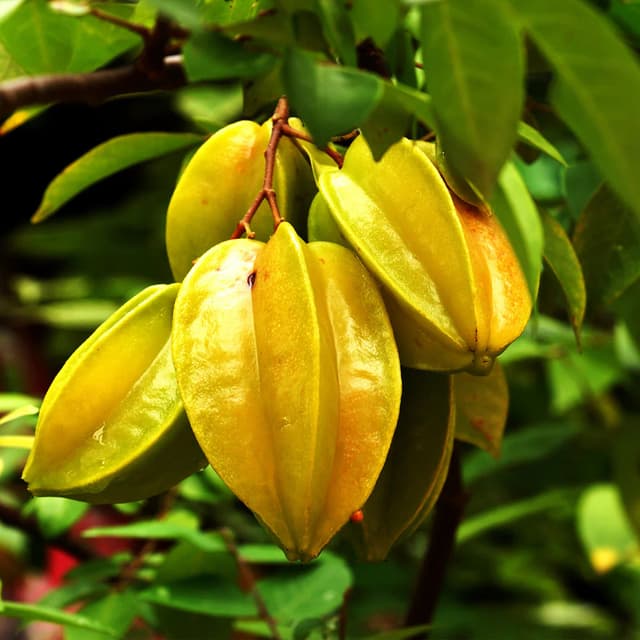 Карамбола
Starfruit
Khế 1