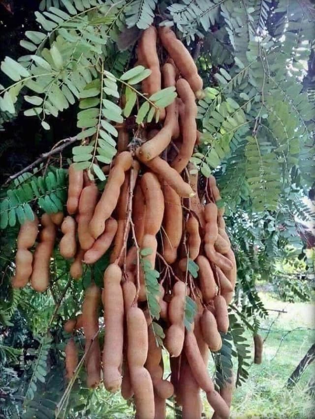 Тамаринд
Tamarind
Me 1