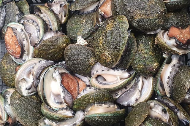 Морской ушко
Abalone
Bào ngư
