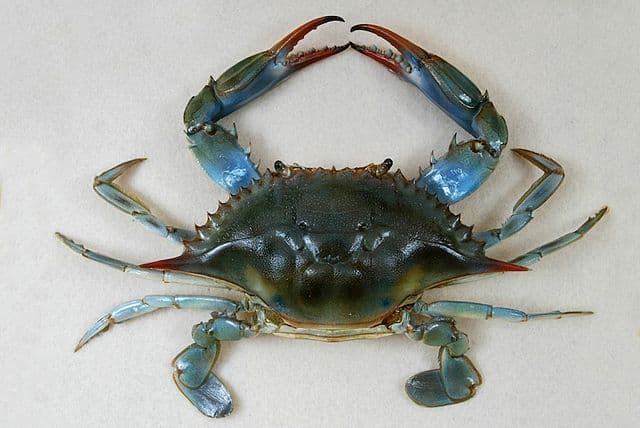 Голубой краб
Blue Crab
Cua xanh
