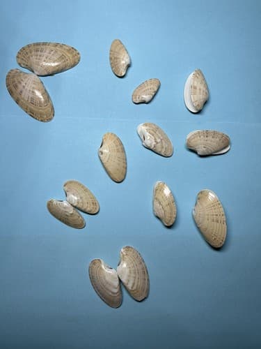 Ракушка бабочка
Butterfly Clam
Sò lông