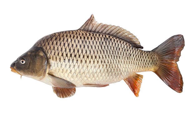 Карп
Carp
Cá chép