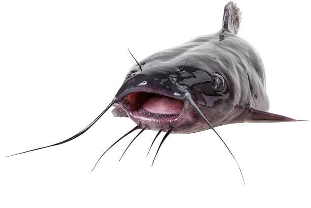 Сом
Catfish
Cá trê