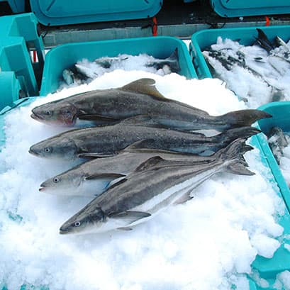 Кобия
Cobia
Cá bớp