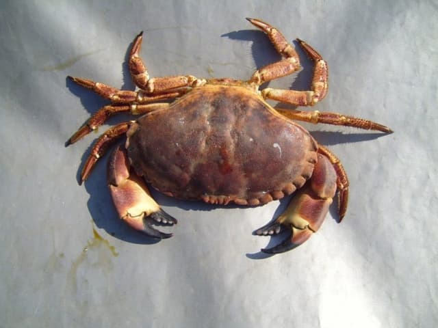 Краб
Crab
Cua