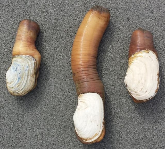 Слоновий моллюск
Geoduck
Ốc vòi voi