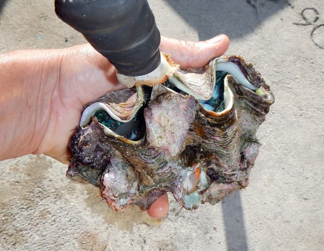 Гигантская раковина
Giant Clam
Trai tai tượng