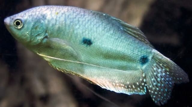 Гурами
Gourami
Cá tai tượng