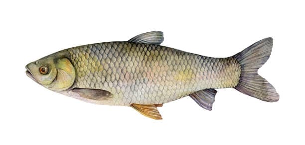 Сазан
Grass Carp
Cá trắm cỏ