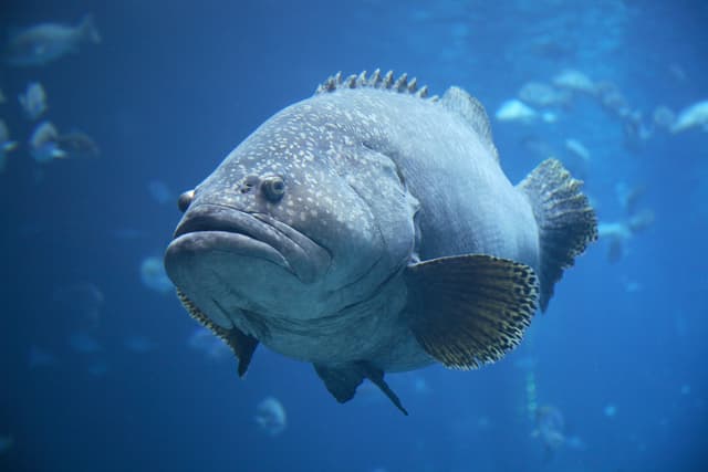 Групер
Grouper
Cá mú