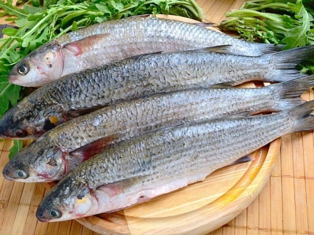 Кефаль
Mullet
Cá đối