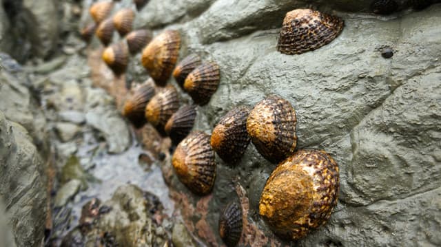 Лимпет
Limpet
Ốc cánh