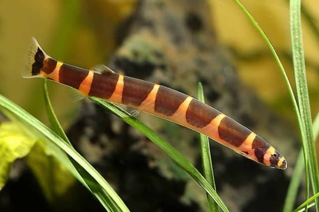 Пескарь
Loach
Cá bống