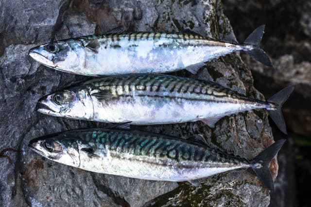 Скумбрия
Mackerel
Cá thu