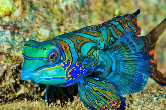 Мандариновая рыба
Mandarin Fish
Cá quả