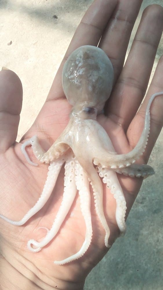 Осьминог
Octopus
Bạch tuộc