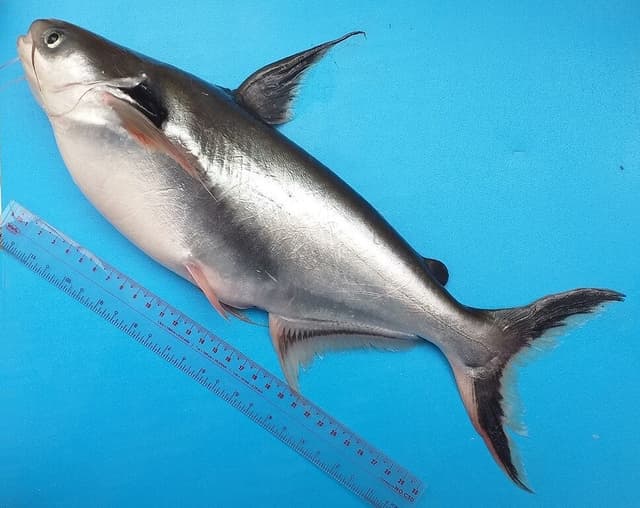 Пангасиус
Pangasius
Cá tra