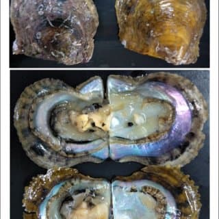 Жемчужница
Pearl Oyster
Trai ngọc