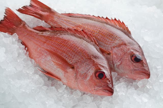 Красный окунь
Red Snapper
Cá hồng
