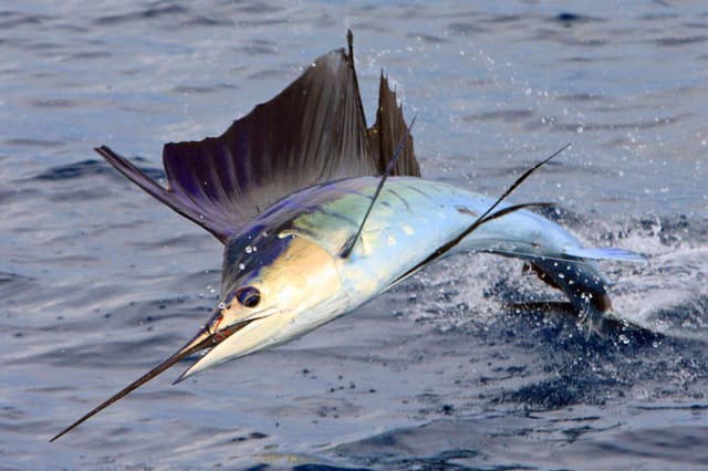 Парусник
Sailfish
Cá buồm