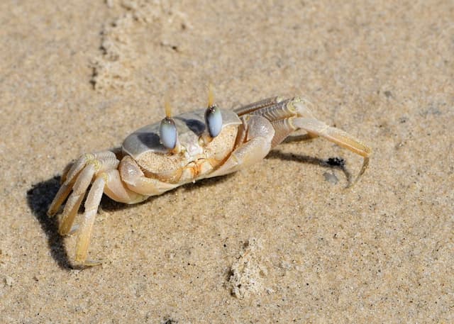 Песочный краб
Sand Crab
Cua cát