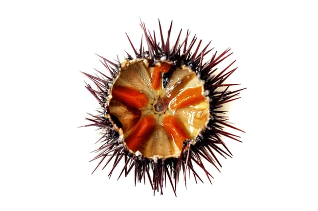 Морской ёж
Sea Urchin
Nhím biển