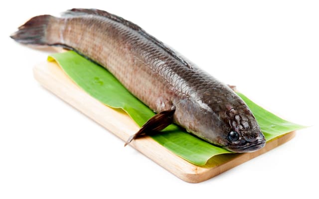 Змееобразная рыба
Snakehead
Cá lóc