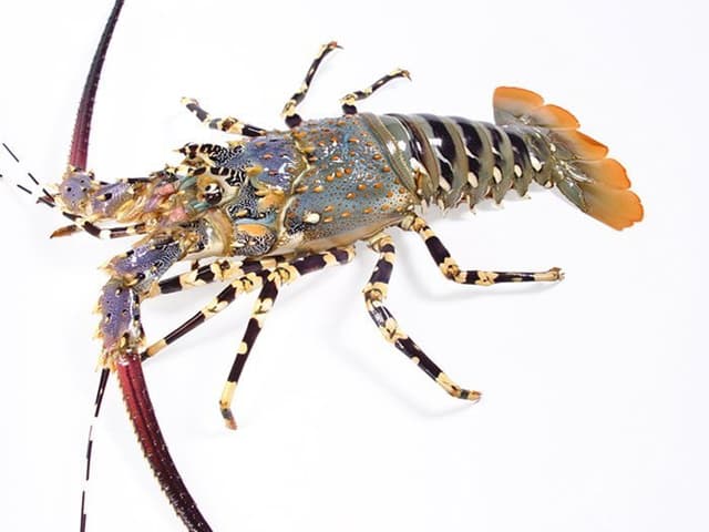Лангуст
Spiny Lobster
Tôm hùm