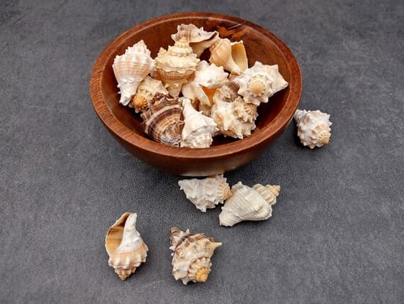 Раковина шип
Spiny Shell
Ốc gai