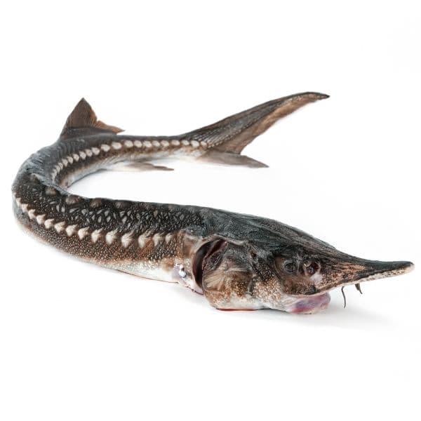 Осётр
Sturgeon
Cá tầm