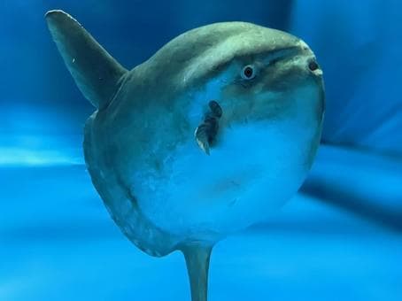 Рыба-луна
Ocean Sunfish
Cá mặt trăng