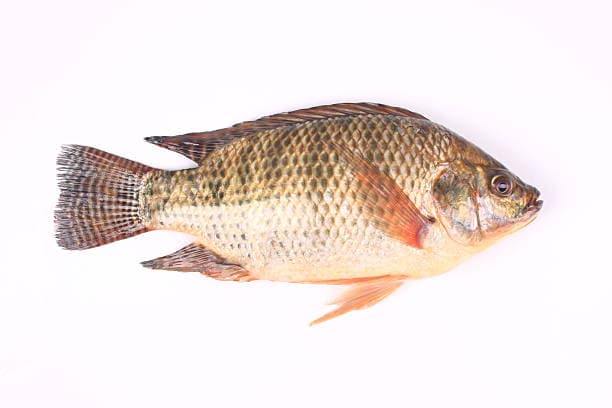 Тилапия
Tilapia
Cá rô phi