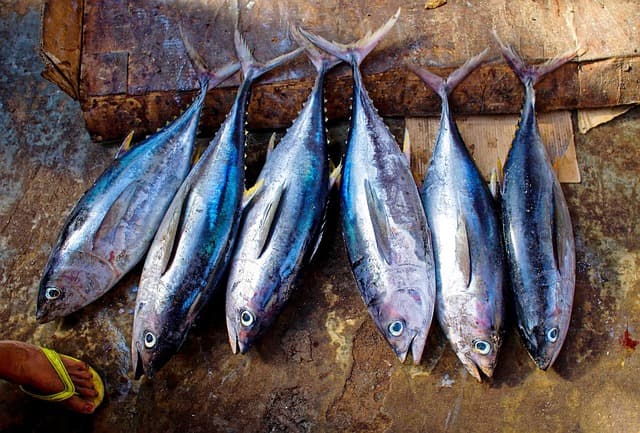 Тунец
Tuna
Cá ngừ