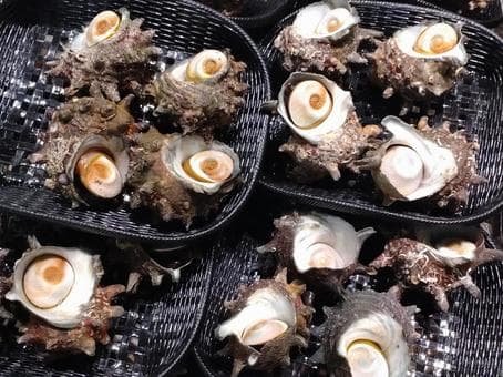 Турбо
Turban Shell
Ốc mặt trăng